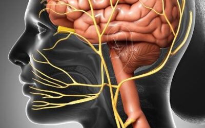 Microfisioterapia em 2025: nervo vago, fáscia, interocepção e disautonomia — o que a ciência mais recente diz e como isso se conecta à sua saúde